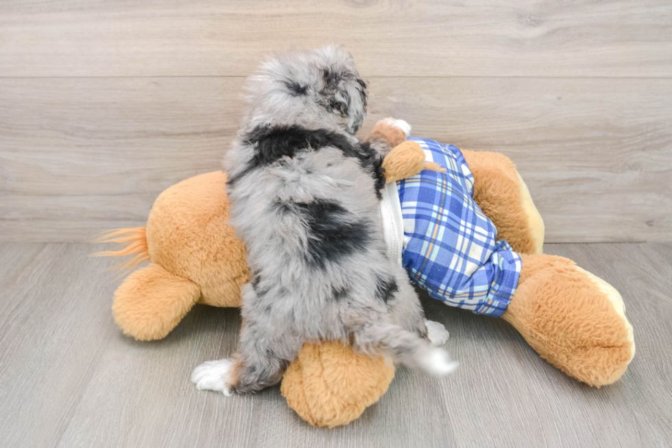 Fluffy Mini Bernedoodle Poodle Mix Pup
