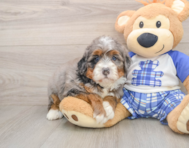 7 week old Mini Bernedoodle Puppy For Sale - Windy City Pups