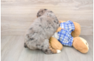 Mini Bernedoodle Puppy for Adoption