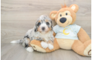 Hypoallergenic Bernese Doodle Poodle Mix Puppy