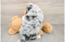 Adorable Mini Bernadoodle Poodle Mix Puppy