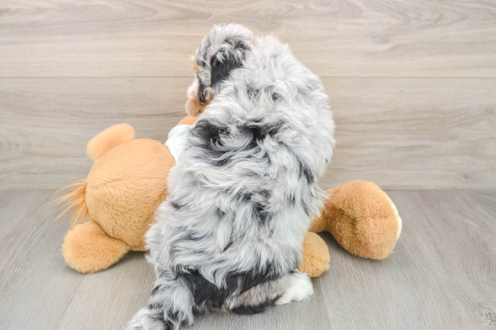 Adorable Mini Bernadoodle Poodle Mix Puppy
