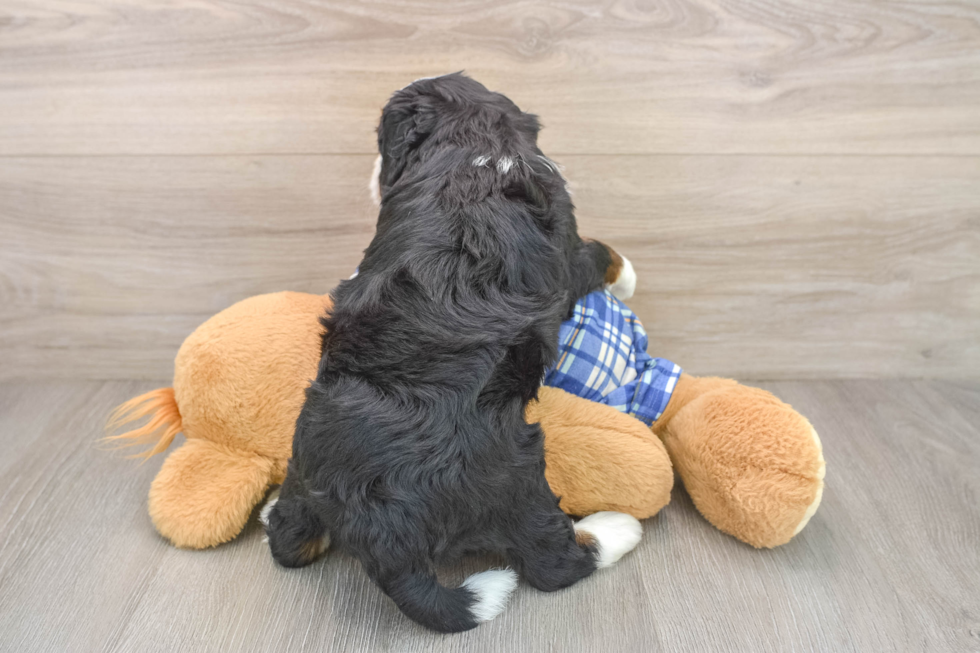 Mini Bernedoodle Pup Being Cute