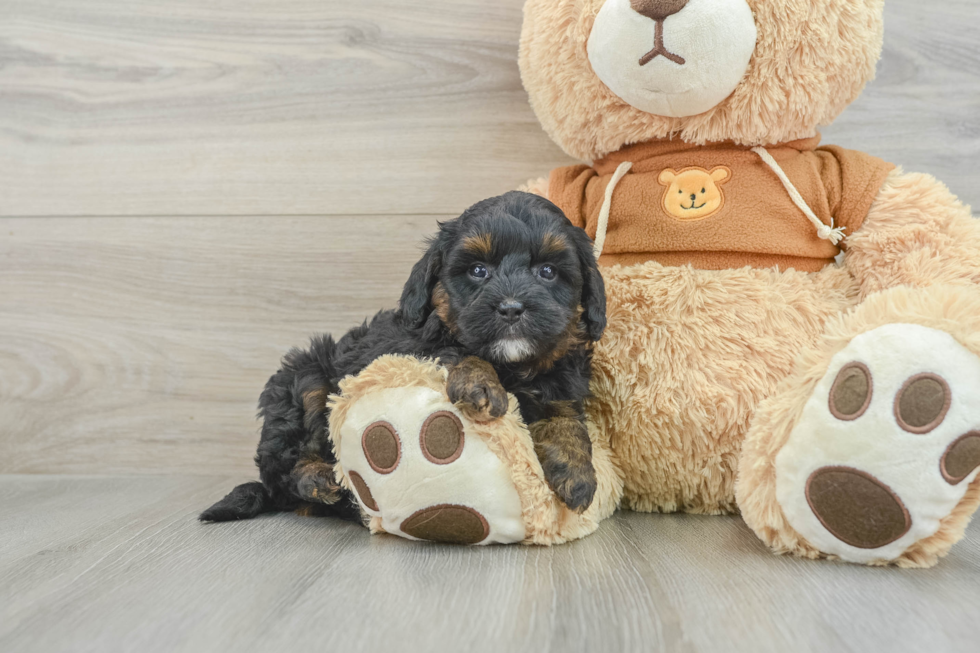 Sweet Mini Bernedoodle Baby