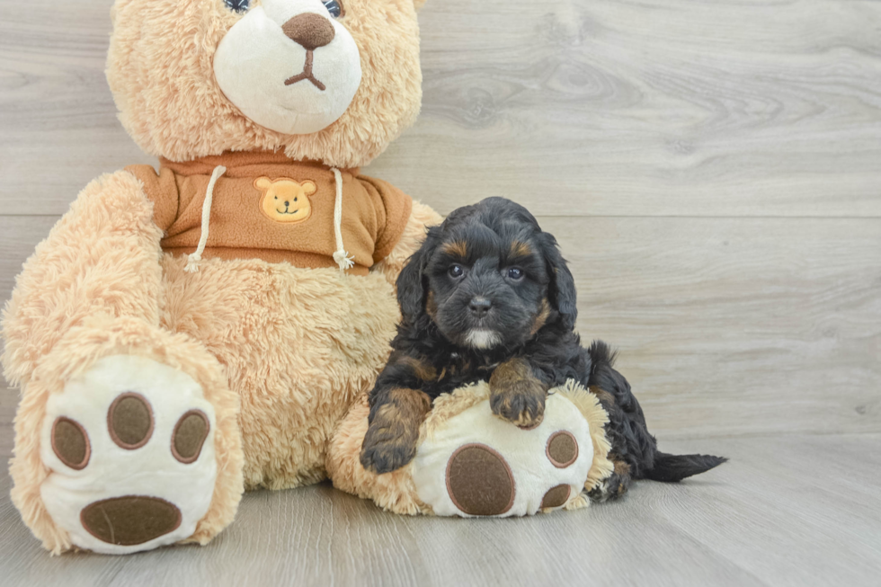 Mini Bernedoodle Puppy for Adoption