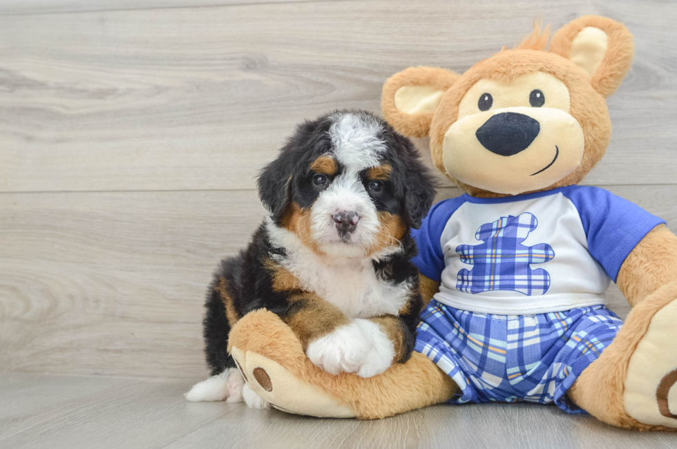 7 week old Mini Bernedoodle Puppy For Sale - Windy City Pups