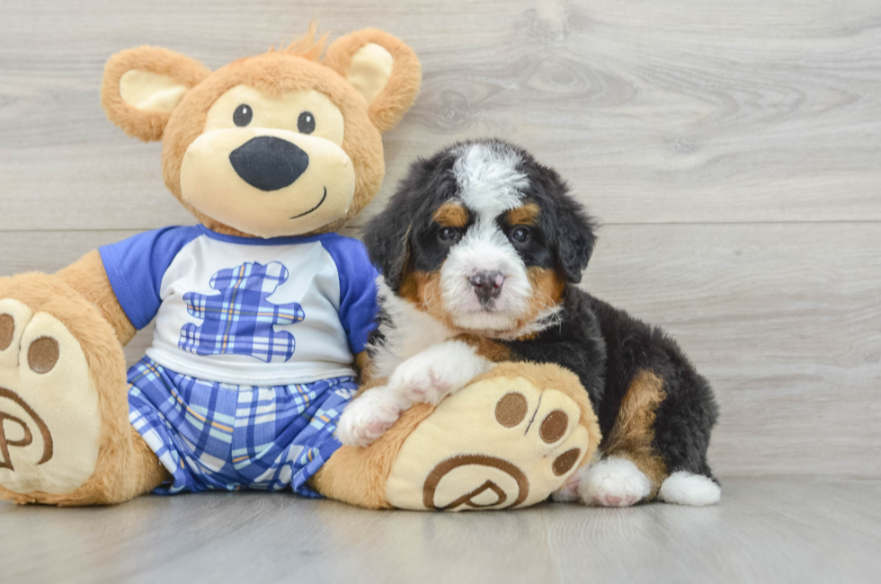 7 week old Mini Bernedoodle Puppy For Sale - Windy City Pups