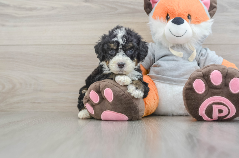 6 week old Mini Bernedoodle Puppy For Sale - Windy City Pups