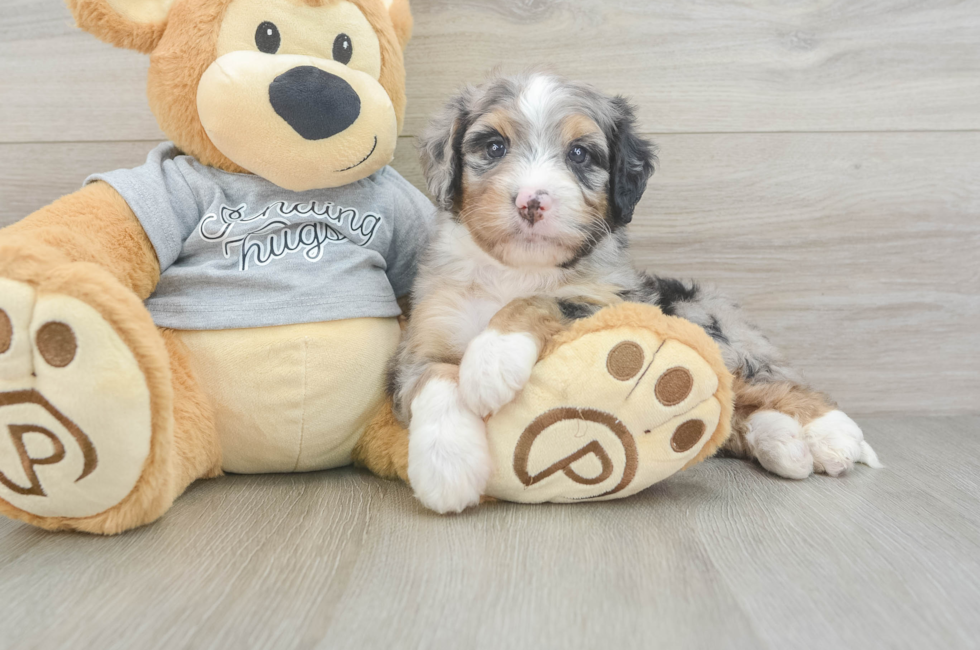 5 week old Mini Bernedoodle Puppy For Sale - Windy City Pups