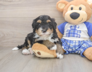 7 week old Mini Bernedoodle Puppy For Sale - Windy City Pups
