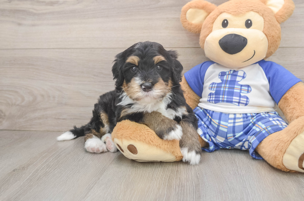 6 week old Mini Bernedoodle Puppy For Sale - Windy City Pups