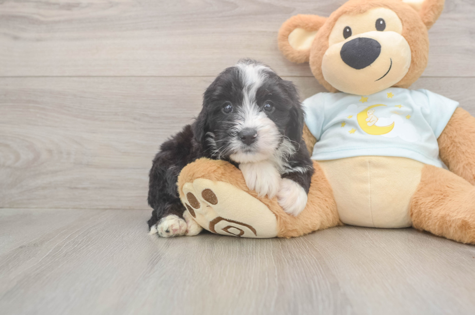 5 week old Mini Bernedoodle Puppy For Sale - Windy City Pups