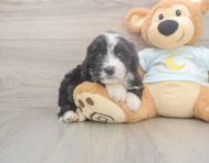 5 week old Mini Bernedoodle Puppy For Sale - Windy City Pups 5 week old Mini Bernedoodle Puppy For Sale - Windy City Pups