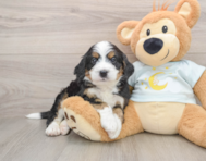 5 week old Mini Bernedoodle Puppy For Sale - Windy City Pups