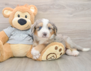 5 week old Mini Bernedoodle Puppy For Sale - Windy City Pups