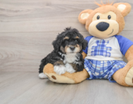 6 week old Mini Bernedoodle Puppy For Sale - Windy City Pups