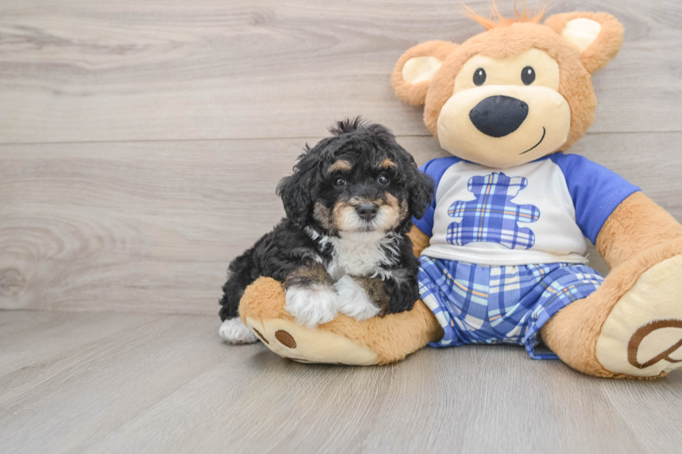 Smart Mini Bernedoodle Poodle Mix Pup