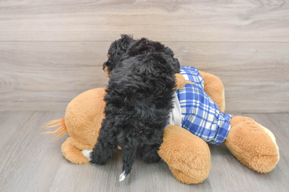 Best Mini Bernedoodle Baby
