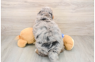 Mini Bernedoodle Pup Being Cute