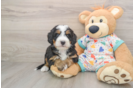 Mini Bernedoodle Puppy for Adoption