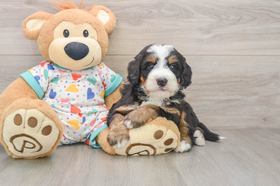 Mini Bernedoodle Puppy for Adoption