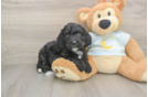 Mini Bernedoodle Puppy for Adoption