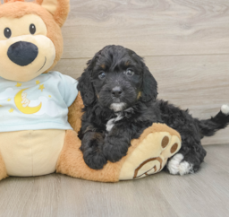 7 week old Mini Bernedoodle Puppy For Sale - Windy City Pups