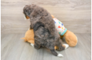 Mini Bernedoodle Puppy for Adoption