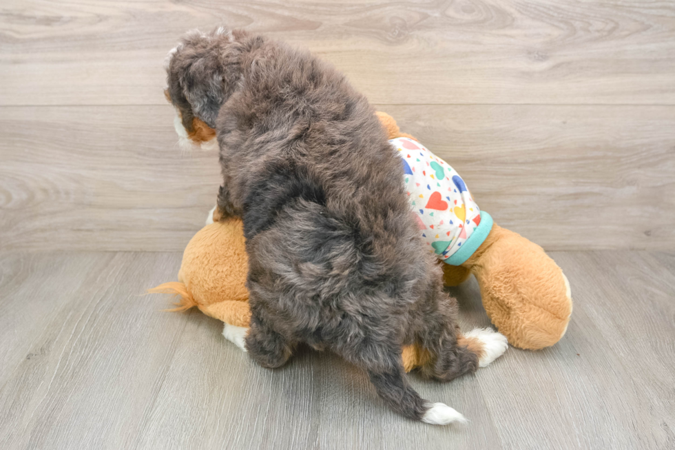 Mini Bernedoodle Puppy for Adoption