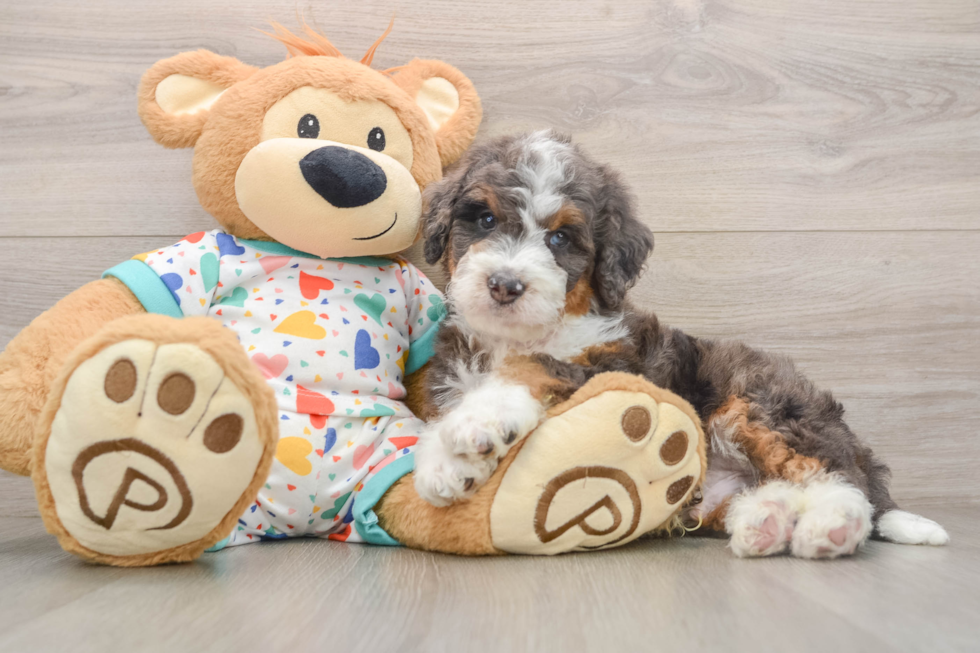 Mini Bernedoodle Puppy for Adoption