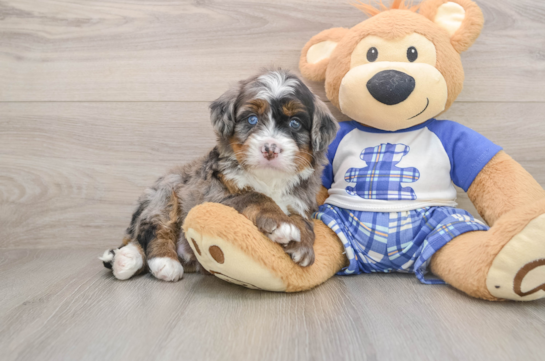 MARVIN, a Mini Bernedoodle littermate