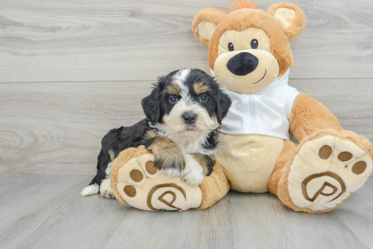 Happy Mini Bernedoodle Baby