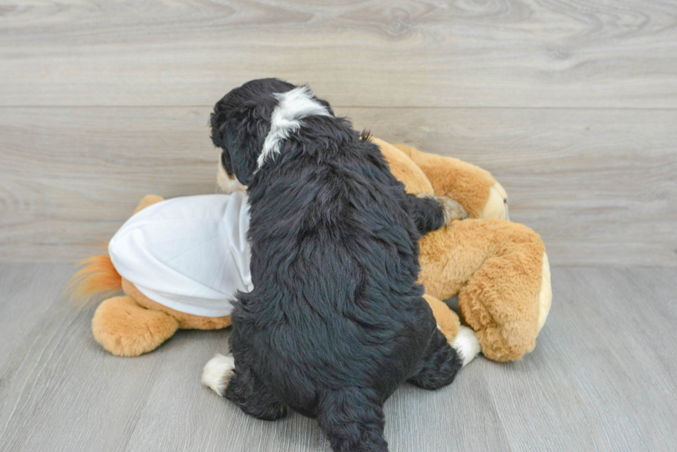 Little Mini Berniedoodle Poodle Mix Puppy