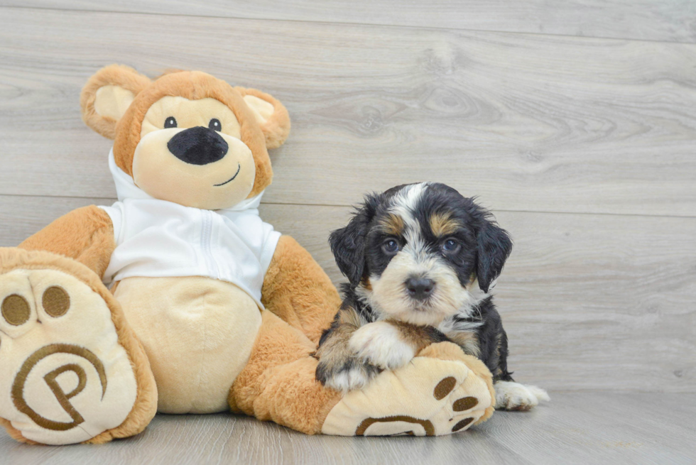 Best Mini Bernedoodle Baby