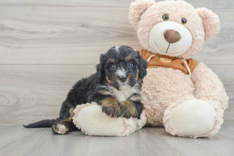 Funny Mini Bernedoodle Poodle Mix Pup