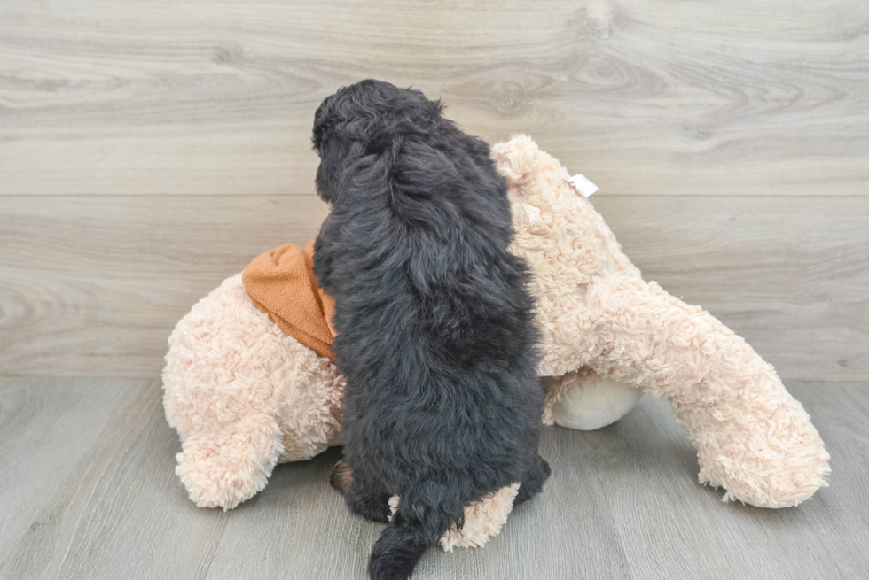 Mini Bernedoodle Pup Being Cute