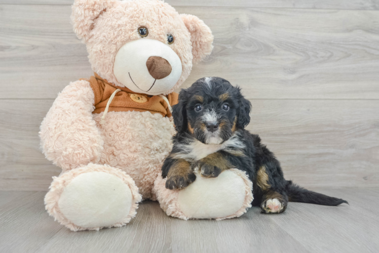 Little Mini Berniedoodle Poodle Mix Puppy