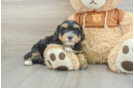 Best Mini Bernedoodle Baby