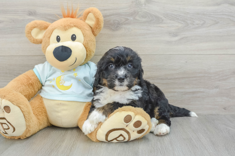 5 week old Mini Bernedoodle Puppy For Sale - Windy City Pups