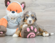 7 week old Mini Bernedoodle Puppy For Sale - Windy City Pups
