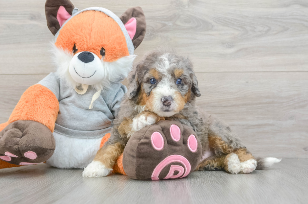 6 week old Mini Bernedoodle Puppy For Sale - Windy City Pups