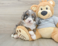 7 week old Mini Bernedoodle Puppy For Sale - Windy City Pups