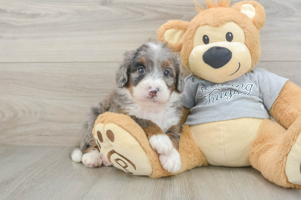 5 week old Mini Bernedoodle Puppy For Sale - Windy City Pups