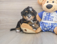 7 week old Mini Bernedoodle Puppy For Sale - Windy City Pups