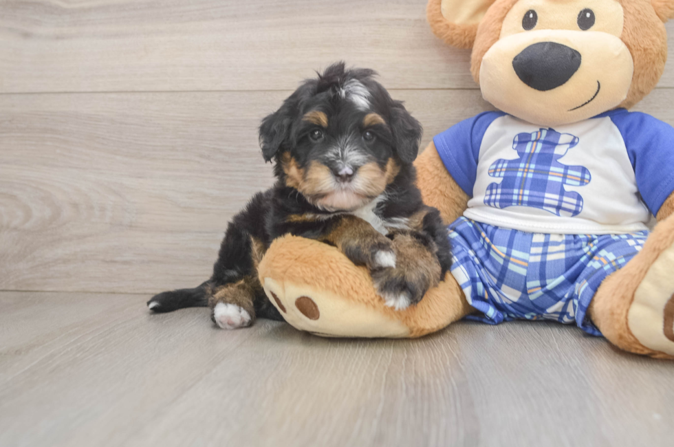 6 week old Mini Bernedoodle Puppy For Sale - Windy City Pups