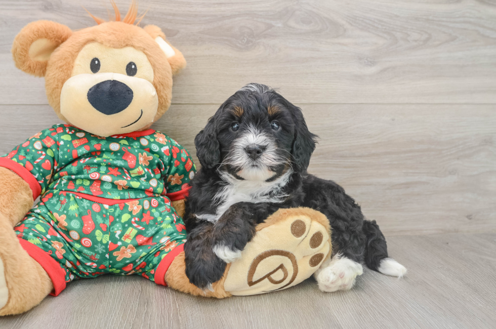5 week old Mini Bernedoodle Puppy For Sale - Windy City Pups