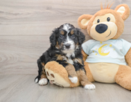 5 week old Mini Bernedoodle Puppy For Sale - Windy City Pups