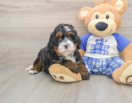 6 week old Mini Bernedoodle Puppy For Sale - Windy City Pups