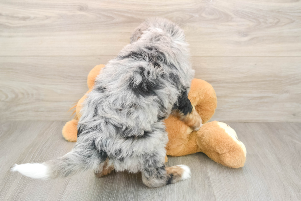 Adorable Mini Bernesedoodle Poodle Mix Puppy