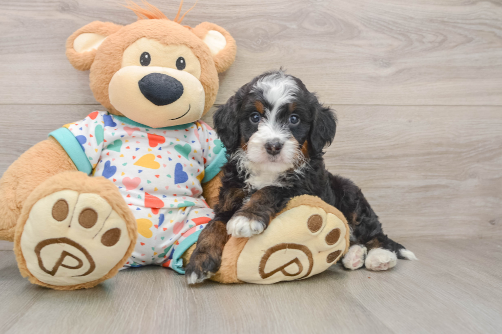 Mini Bernedoodle Pup Being Cute